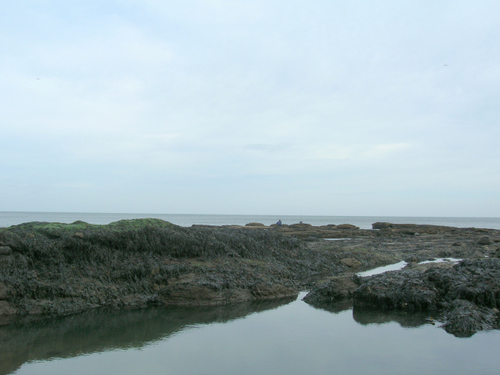 Photograph: Rock pools among the seaweed co veered Cullercoats rocks