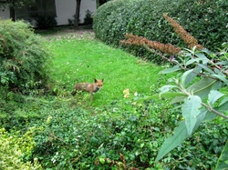 A photograph of a fox in the park near my office