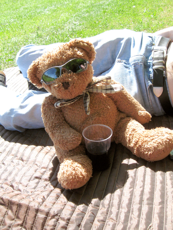 Photo of Mr Ted relaxing in the Sun