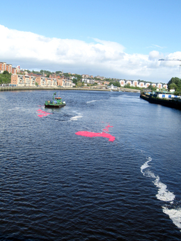 Photo of plastic ducks racing